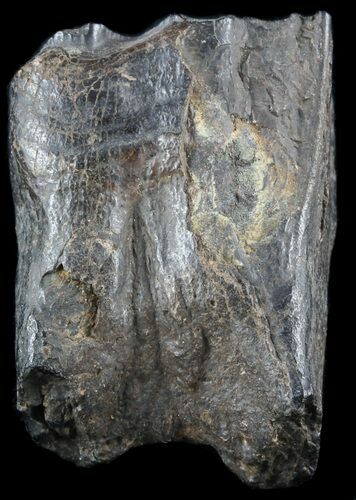Pleistocene Aged Fossil Horse Tooth - Florida #50433
